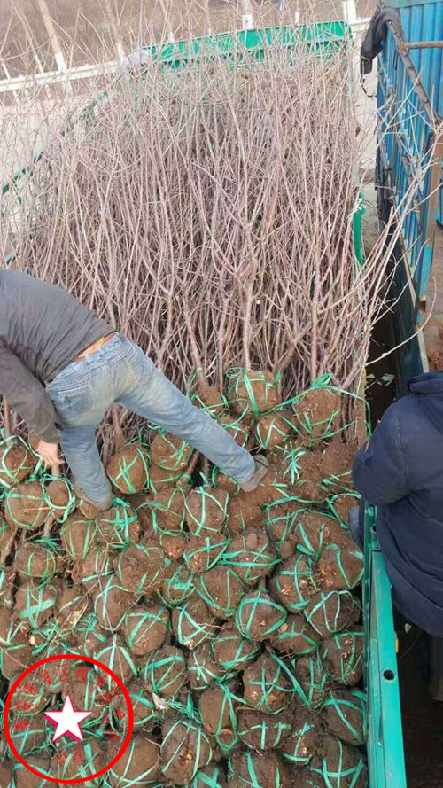 大青叶樱桃砧木市场价格