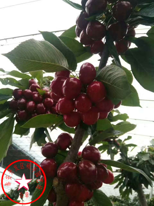 蘭丁2號(hào)櫻桃砧木多少錢一顆