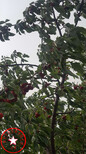 矮化兰丁1号樱桃砧木、兰丁1号樱桃砧木批发价格图片2