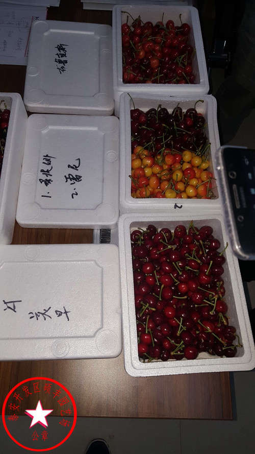 蘭丁1號(hào)櫻桃砧木種植介紹