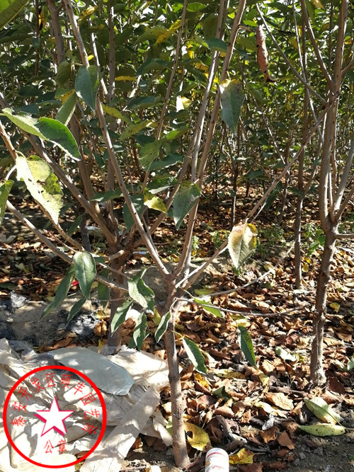 哪里有賣大青葉櫻桃砧木零售價(jià)格