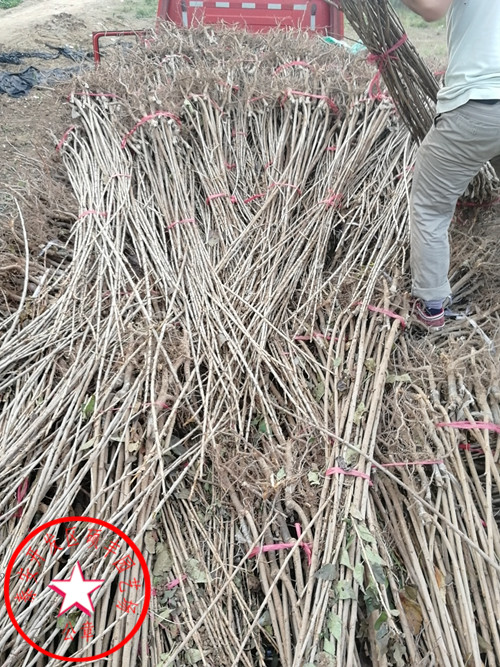 蘭丁2號砧木優(yōu)缺點