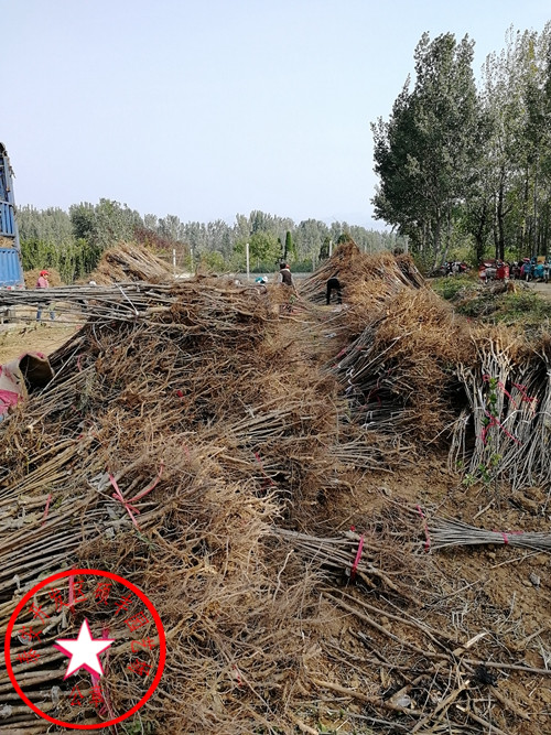 吉塞拉櫻桃砧木怎么種植
