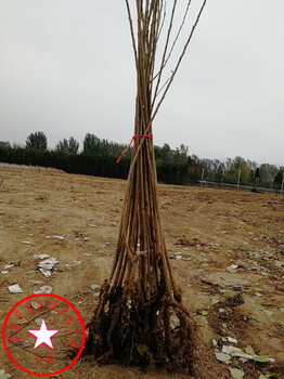 蘭丁2號(hào)櫻桃砧木產(chǎn)地報(bào)價(jià)
