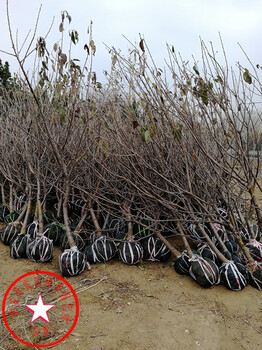 2018年蘭丁1號(hào)櫻桃砧木、蘭丁1號(hào)櫻桃砧木樹(shù)型管理