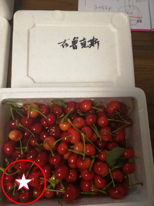 哪里有大青葉櫻桃砧木銷售