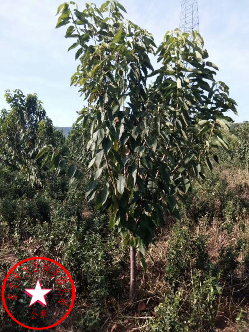 2018年蘭丁1號(hào)櫻桃砧木、蘭丁1號(hào)櫻桃砧木樹(shù)型