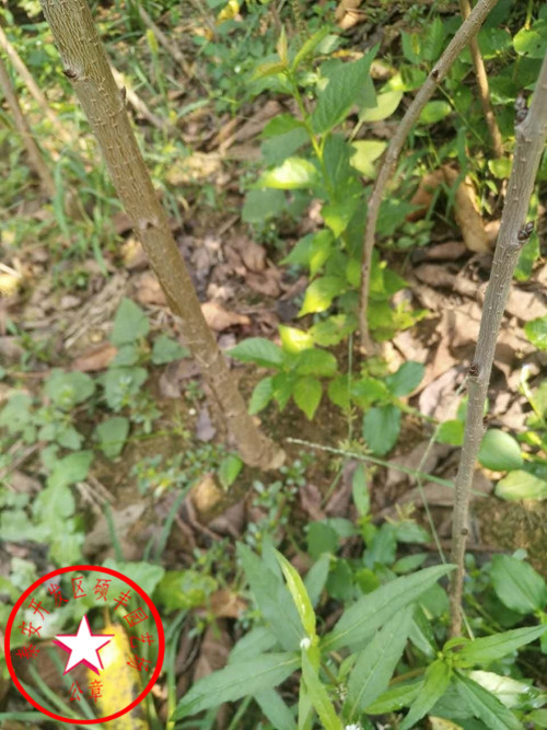 蘭丁2號櫻桃砧木怎么種植