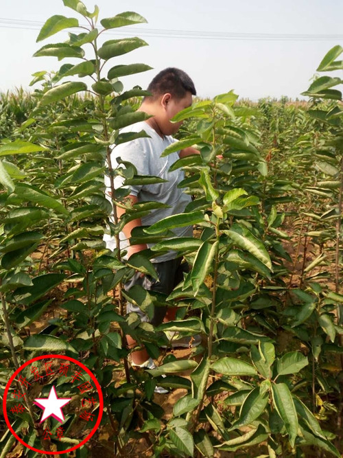 兰丁2号樱桃砧木种植及