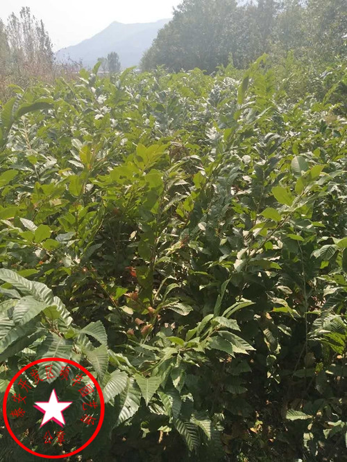 吉塞拉6號櫻桃砧木砧木特性