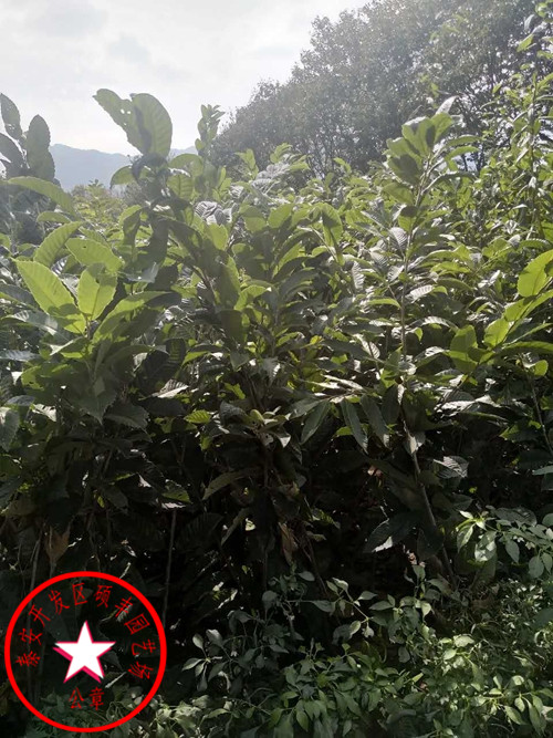 馬哈利櫻桃砧木銷(xiāo)售
