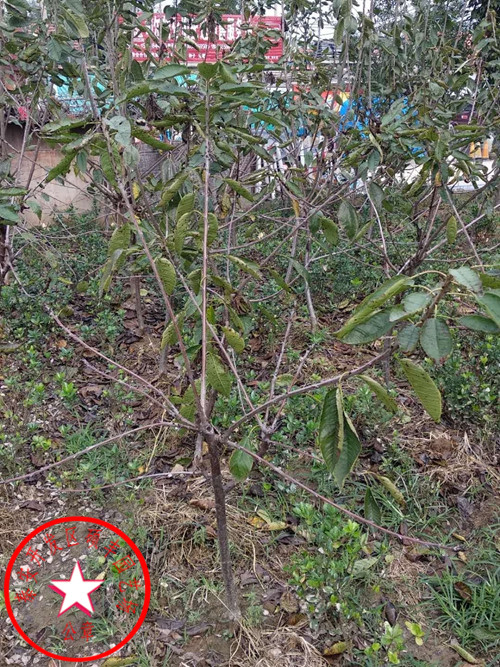 吉塞拉櫻桃砧木多少錢一顆