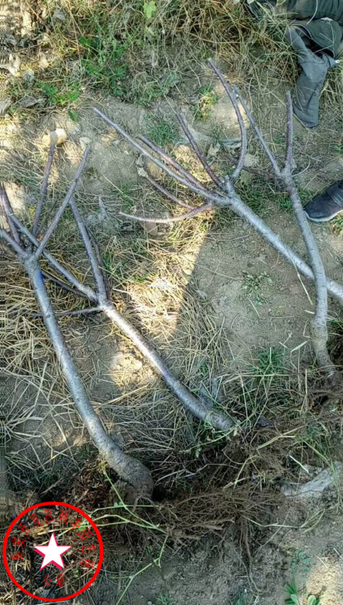 吉塞拉6號櫻桃砧木砧木特性