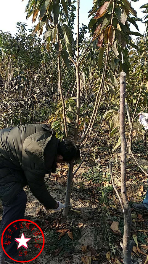 蘭丁1號(hào)櫻桃砧木種植介紹