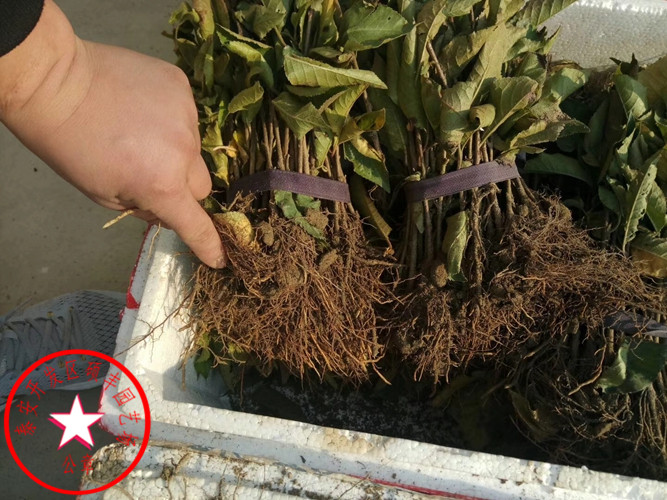 吉塞拉6號櫻桃砧木砧木特性