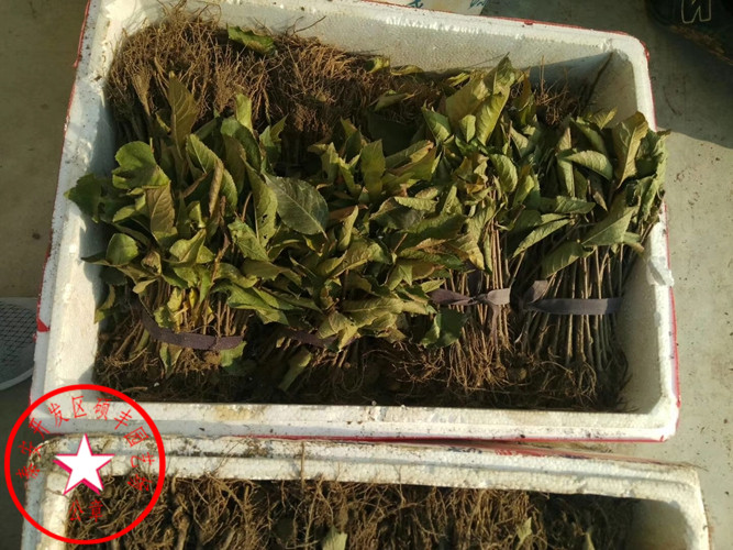 蘭丁1號櫻桃砧木行情價格