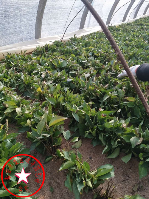 馬哈利砧木的優(yōu)點(diǎn)