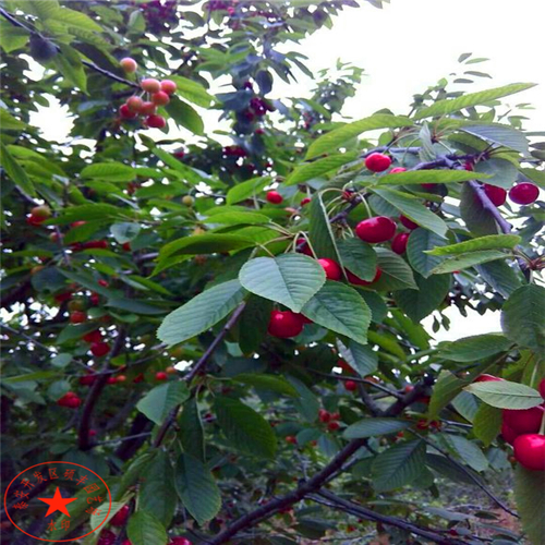 夏玉梨苗種植技術(shù)、夏玉梨樹苗批發(fā)商