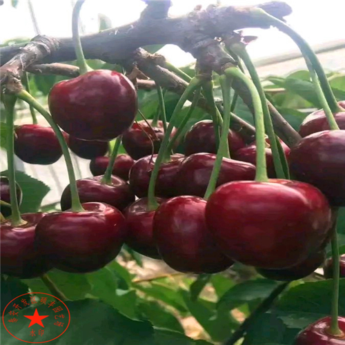 1公分紅茄梨樹苗圖片、1公分紅茄梨樹苗市場價格