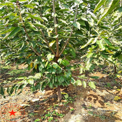 夏玉梨苗種植技術(shù)、夏玉梨樹苗批發(fā)商