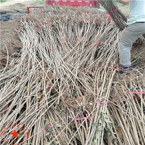 夏玉梨苗種植技術(shù)、夏玉梨樹苗批發(fā)商