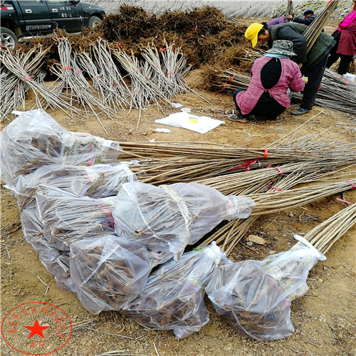 美人酥梨苗出售、美人酥梨樹苗多少錢