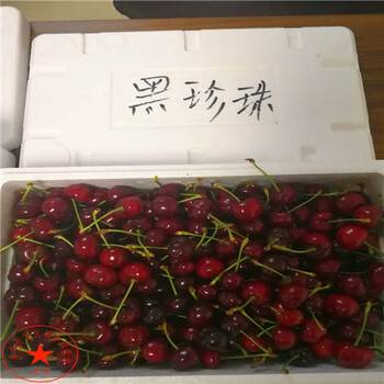 香蕉梨梨苗供應(yīng)、香蕉梨梨樹苗市場行情價(jià)