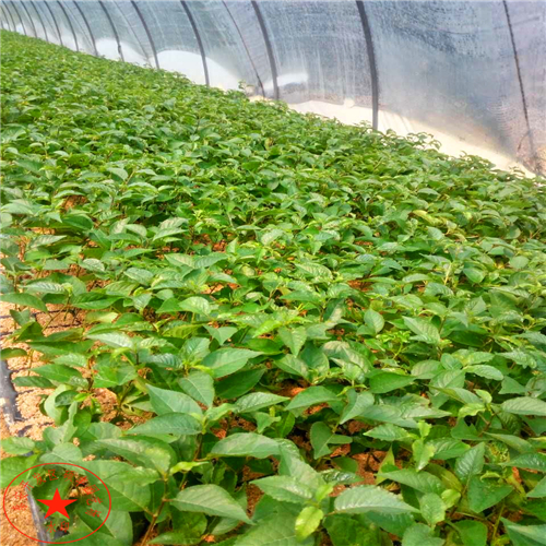1公分紅茄梨樹苗圖片、1公分紅茄梨樹苗市場價格
