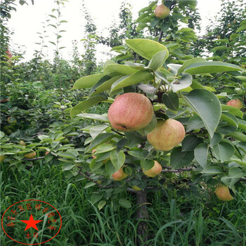 出售早翠梨梨樹苗產(chǎn)地價格、出售早翠梨梨樹苗批發(fā)