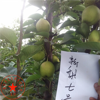 山东早酥蜜梨树苗基地、山东早酥蜜梨树苗种植及管理