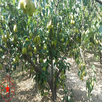 2年生早翠梨梨樹苗每棵價(jià)格