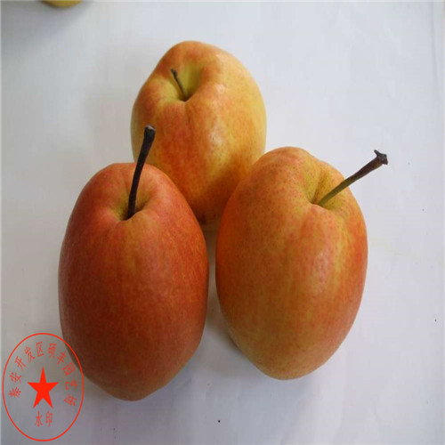 早紅考密斯梨樹苗適合四川種的品種