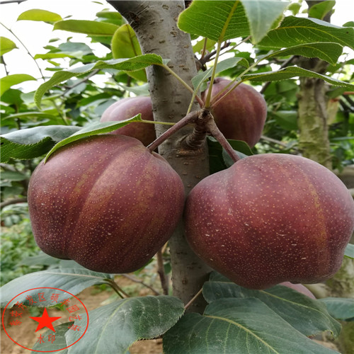 翡翠梨苗介紹、翡翠梨樹(shù)苗零售價(jià)格