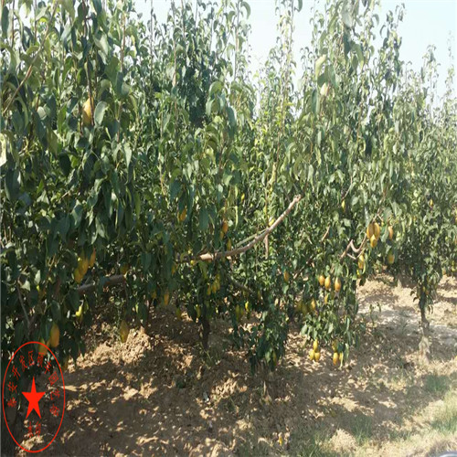 2年生八月紅梨樹(shù)苗種植技術(shù)