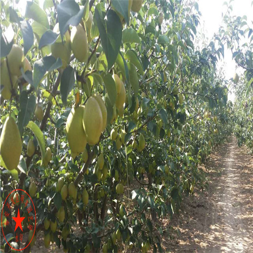 3公分早酥紅梨樹苗一顆價格