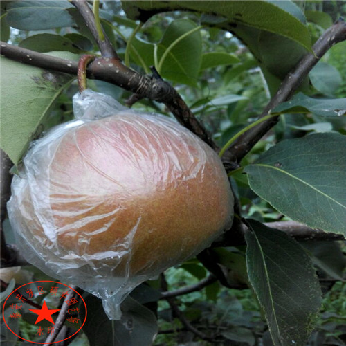 山東萊陽(yáng)梨樹(shù)苗廠(chǎng)家供應