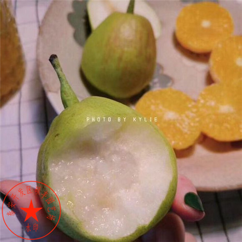 皇冠梨苗種植技術(shù)、皇冠梨樹苗產(chǎn)地批發(fā)價(jià)