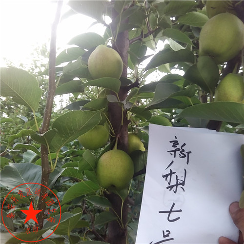 二公分萊陽(yáng)梨樹(shù)苗發(fā)苗基地