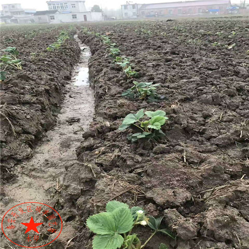 嫁接水晶梨樹(shù)苗幾月份出售