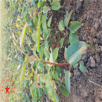 南國(guó)梨樹苗種植介紹