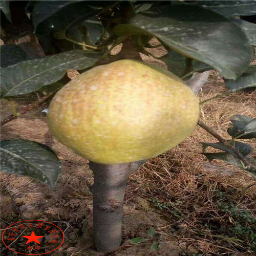 一公分中秋蜜梨樹苗銷售、一公分中秋蜜梨樹苗價格是多少