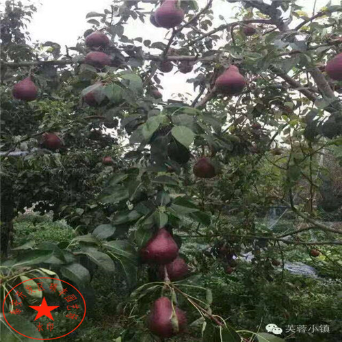 三年生愛宕梨樹苗批發(fā)價格、三年生愛宕梨樹苗管理技術(shù)