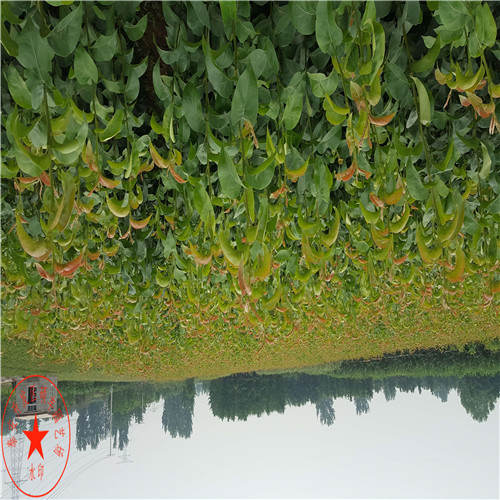 萊陽(yáng)梨苗種植技術(shù)、萊陽(yáng)梨樹(shù)苗哪里有