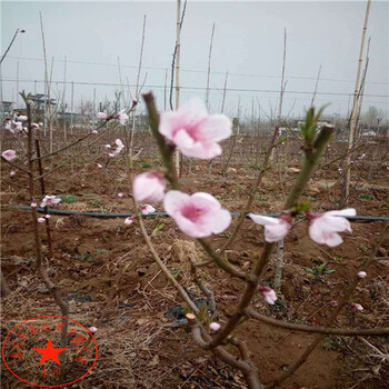 紅香酥梨苗批發(fā)價格、紅香酥梨樹苗缺點(diǎn)