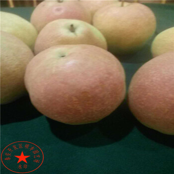 嫁接水晶梨樹(shù)苗介紹、嫁接水晶梨樹(shù)苗批發(fā)價(jià)格