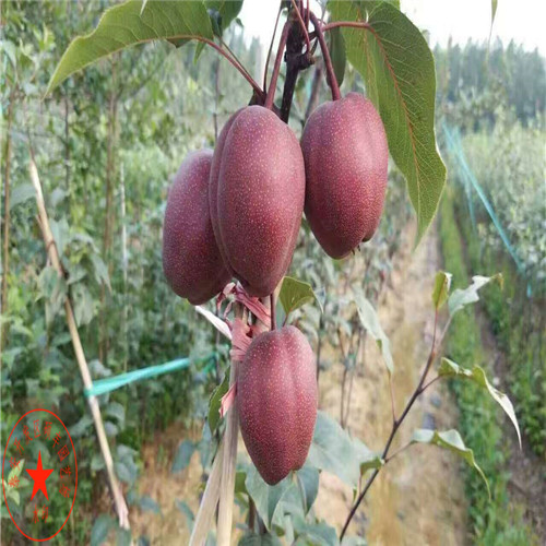 4公分綠寶石梨樹苗幾月份成熟