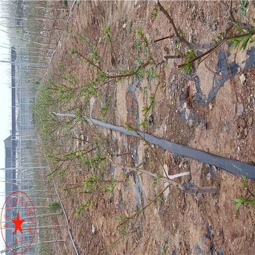 哪里有中梨1號(hào) 梨樹苗種植技術(shù)、哪里有中梨1號(hào) 梨樹苗怎么管理