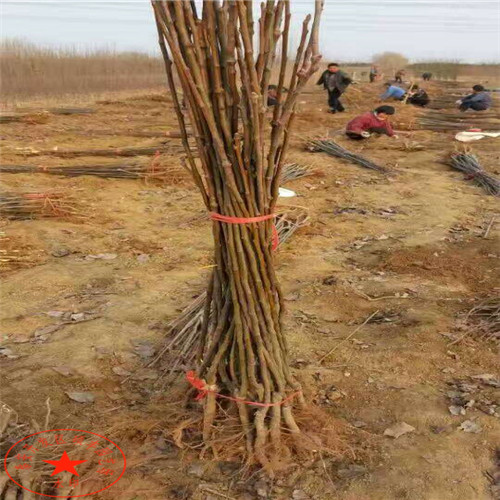 2018年紫巴梨樹苗多少錢一株、2018年紫巴梨樹苗種植及管理