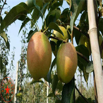蘋果梨梨苗包郵價(jià)格、蘋果梨梨樹苗每顆價(jià)格