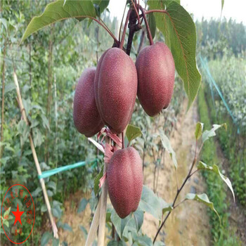 3年生紅安久梨樹苗條件、3年生紅安久梨樹苗發(fā)苗基地